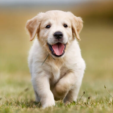 Cute Golden Retriever Puppies